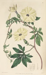 Ipomoea tuberculata